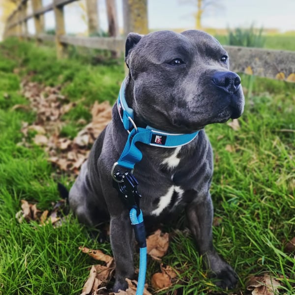 Hugo
