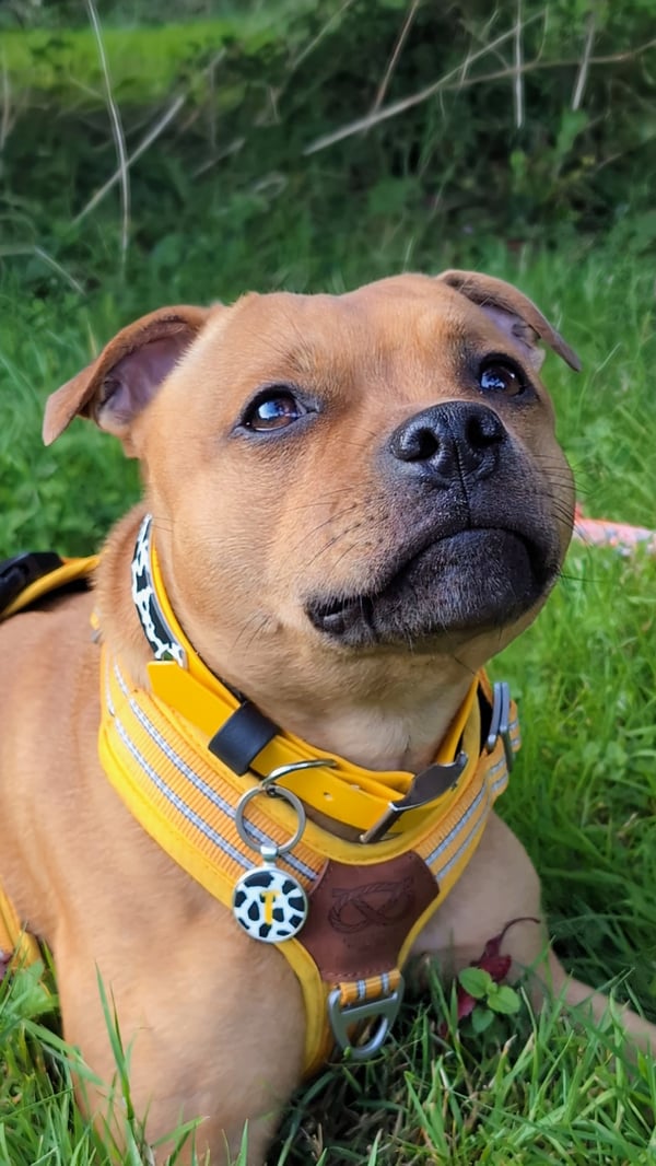 Toffee