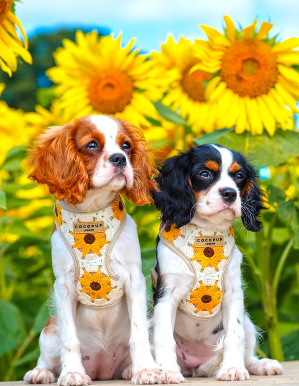 Clover and rose