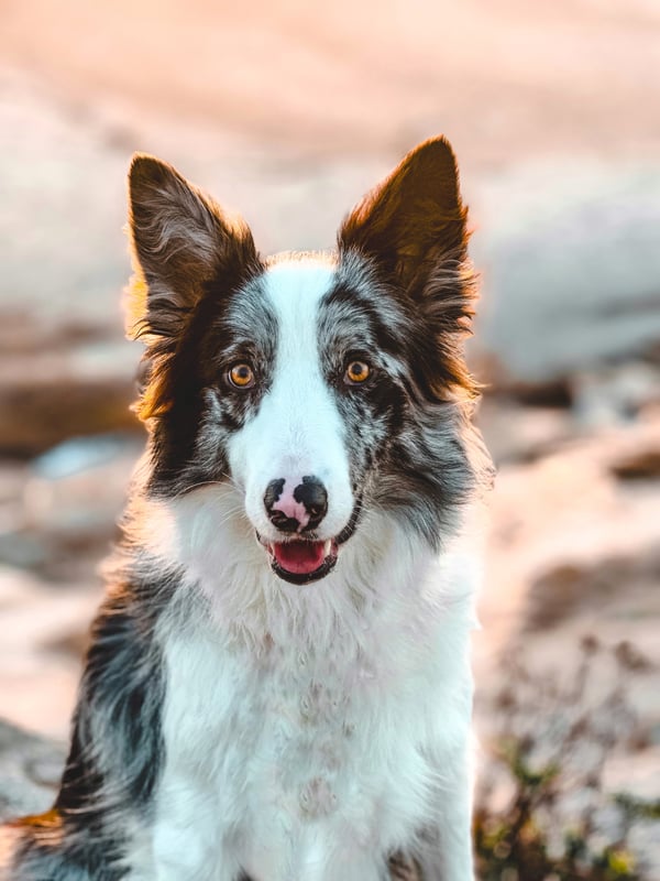 Maya