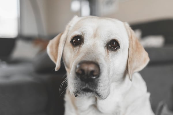 Balu