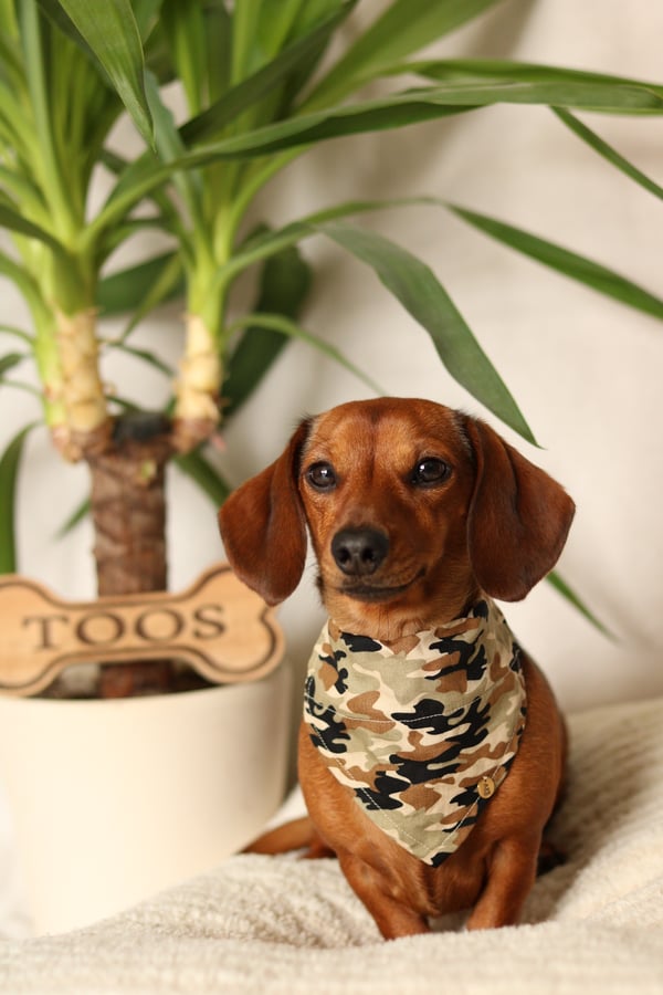 Toos