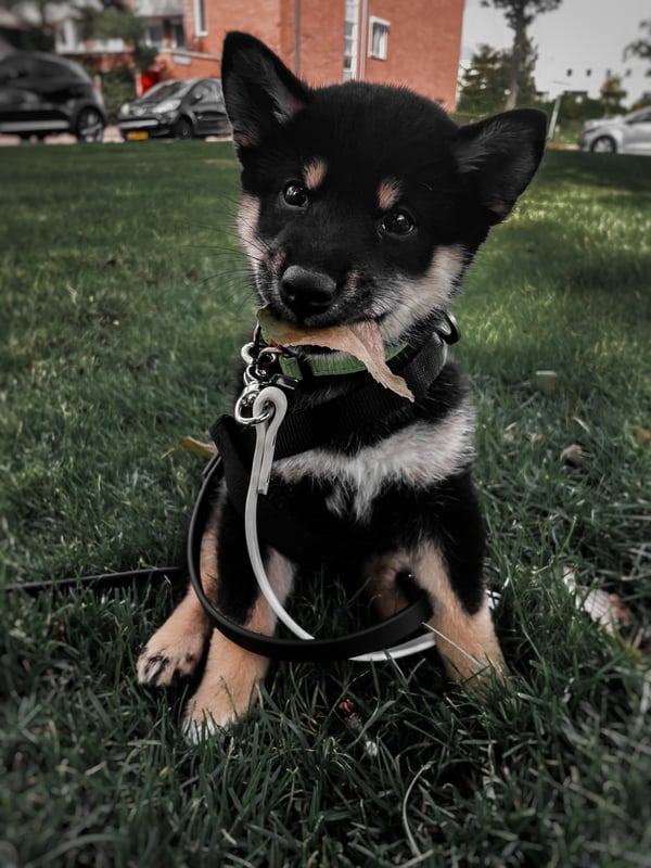 Benji