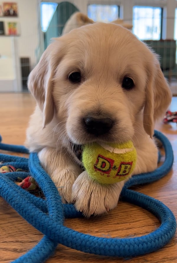 Puppies