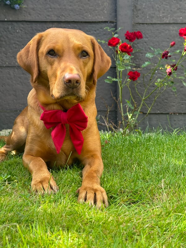 Ruby