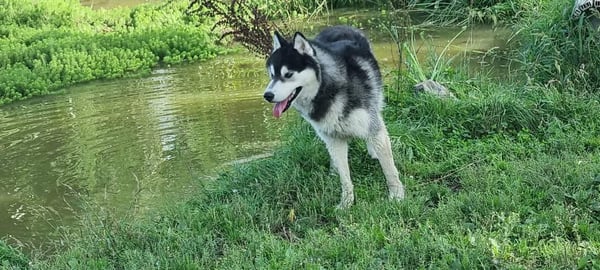 Aiko Xaja