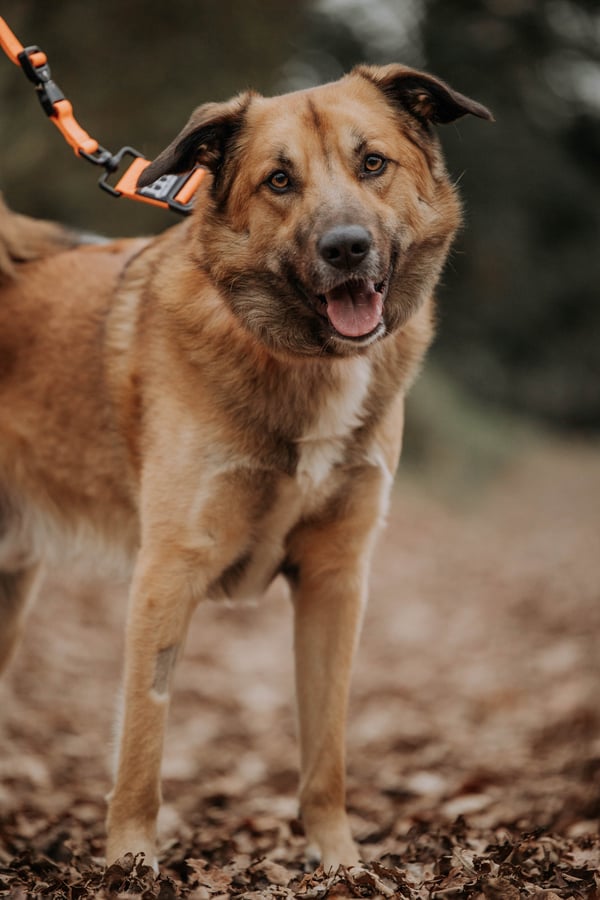 Kona