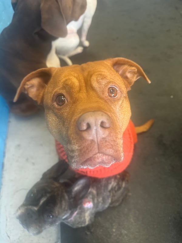 Zola