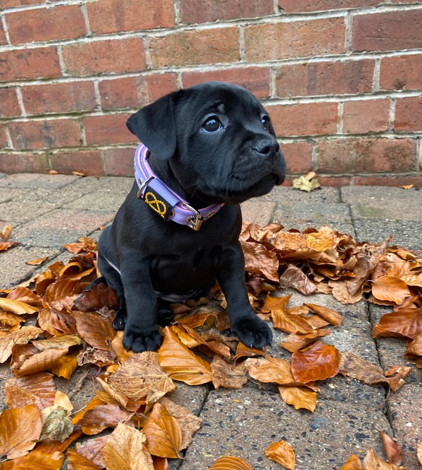 Bonnie