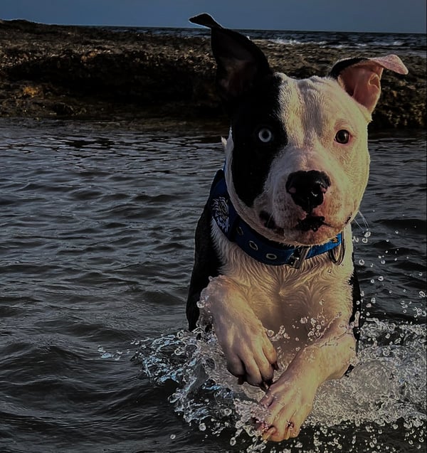 Zeus