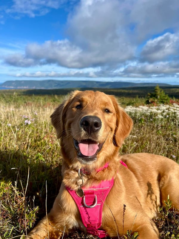 Bailey