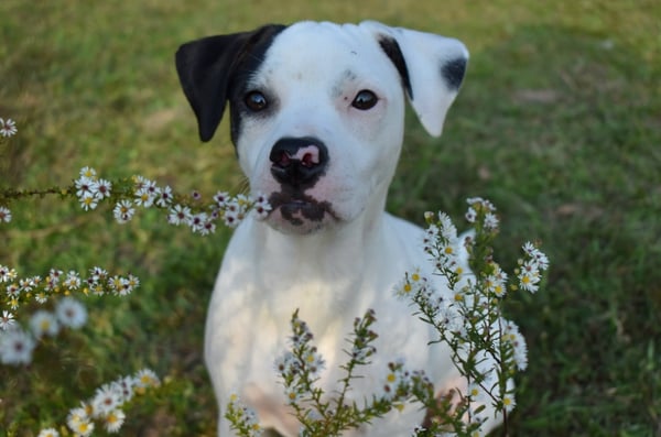 Nova
