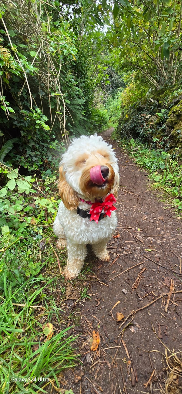 Pippa