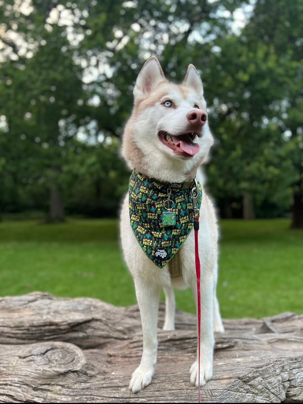 Kovu