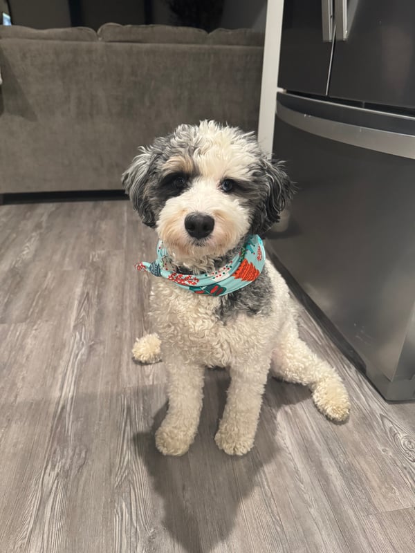 Vinnie