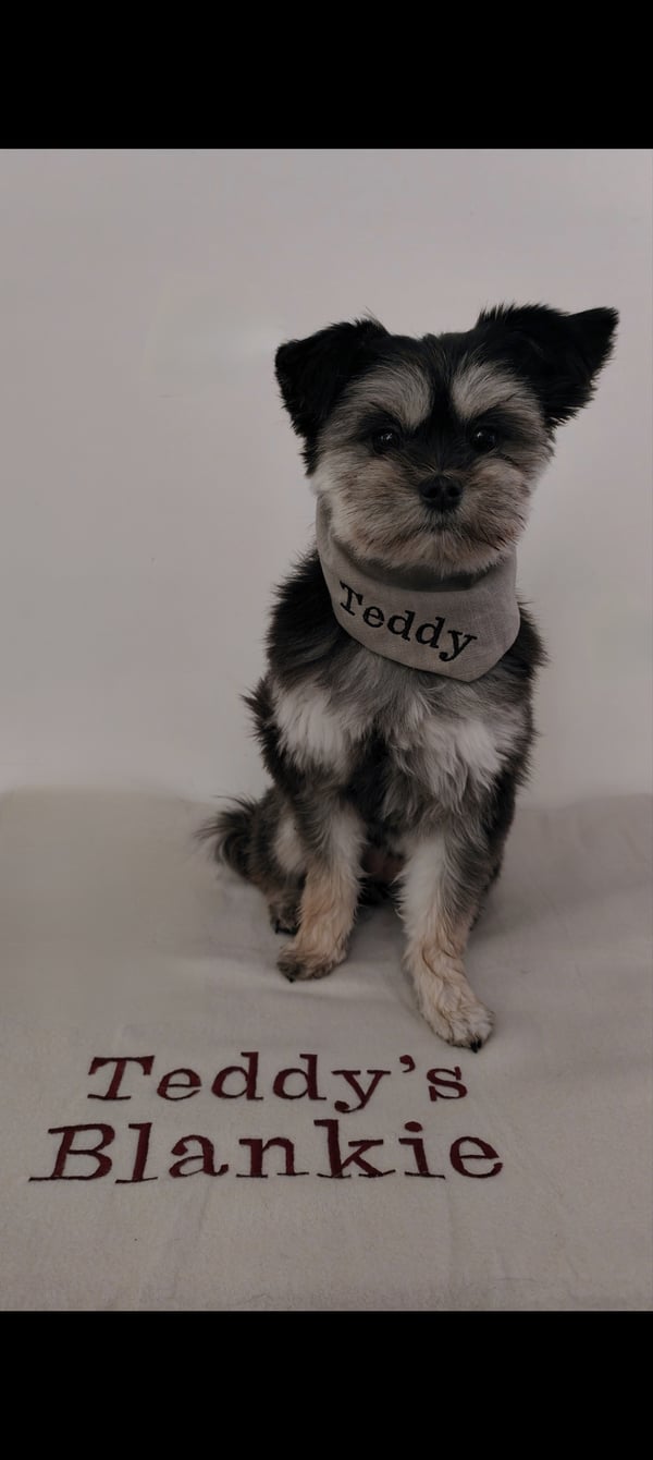 Teddy
