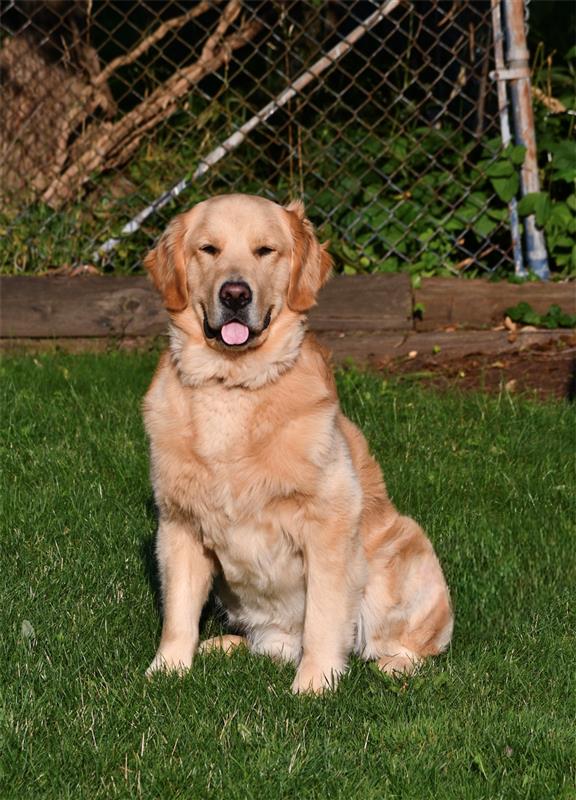 Goose