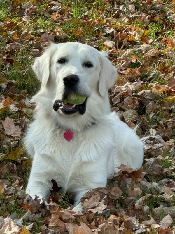 Big Buddy