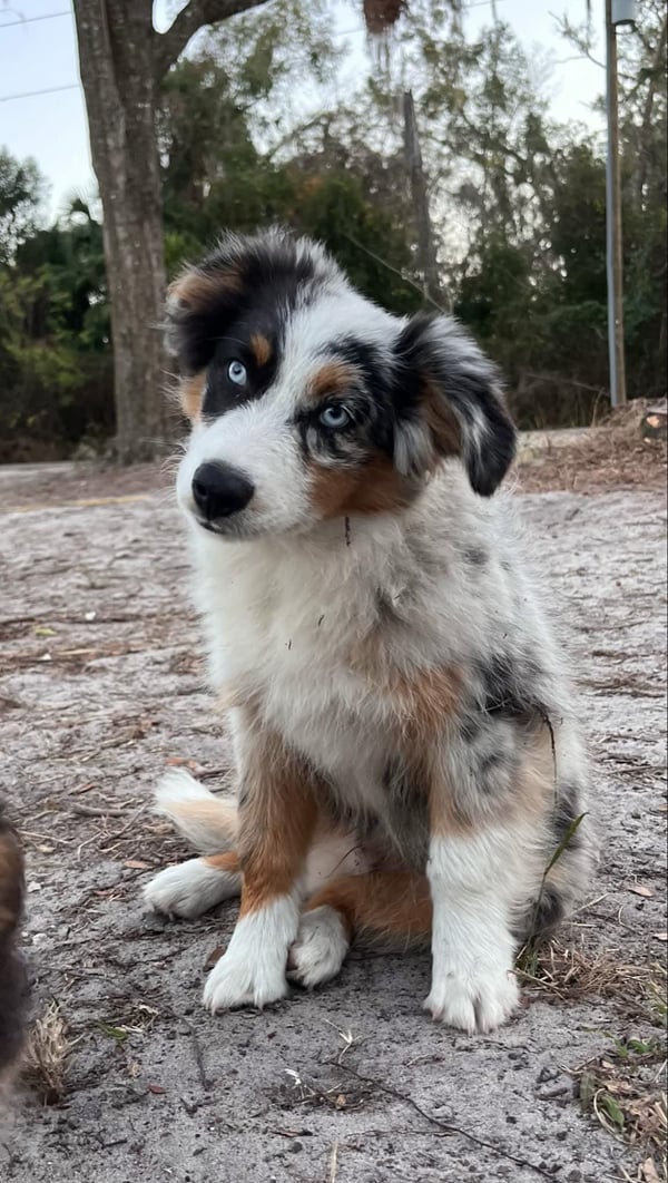 Blu