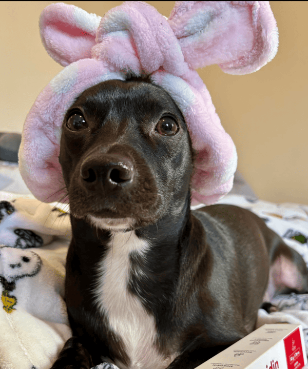 Kuma