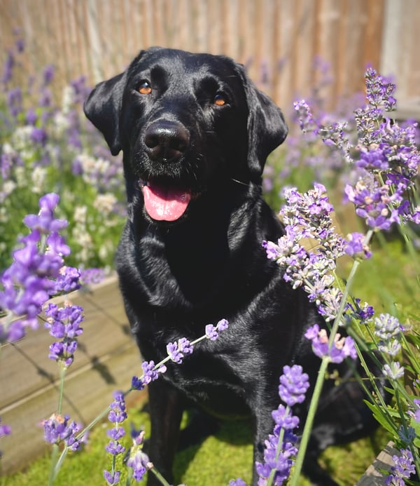 Maggie