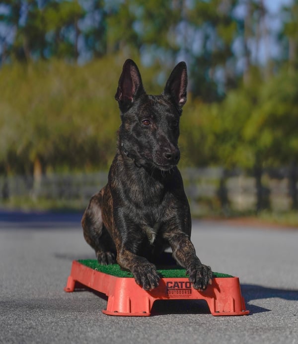 Drako