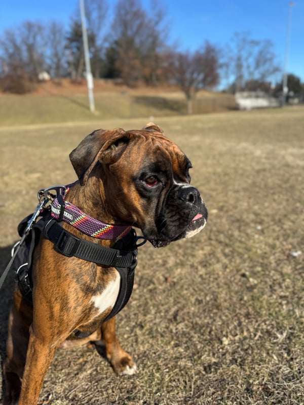 Daisy