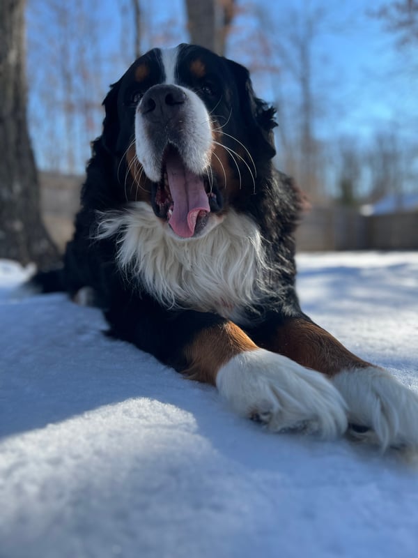 Banjo