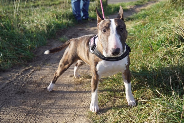 Stella