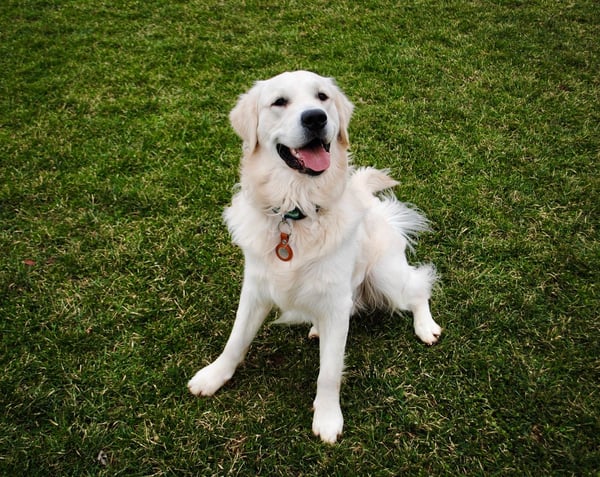 Finnegan (Finn)