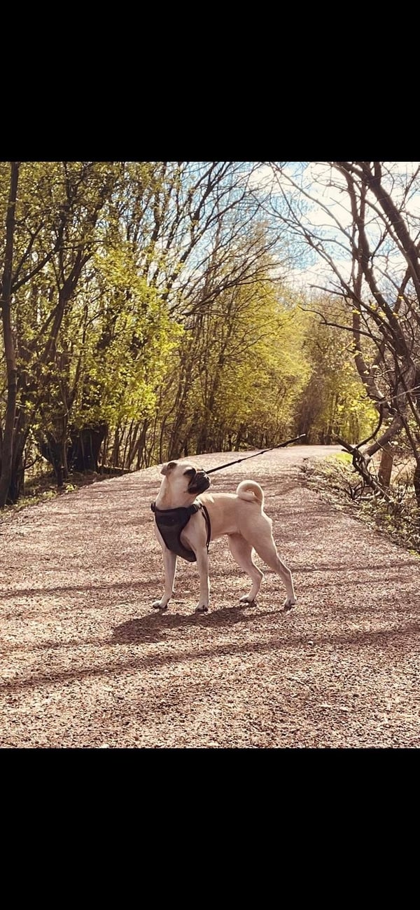 Luna