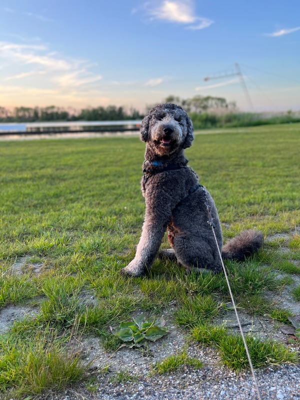 Pepper