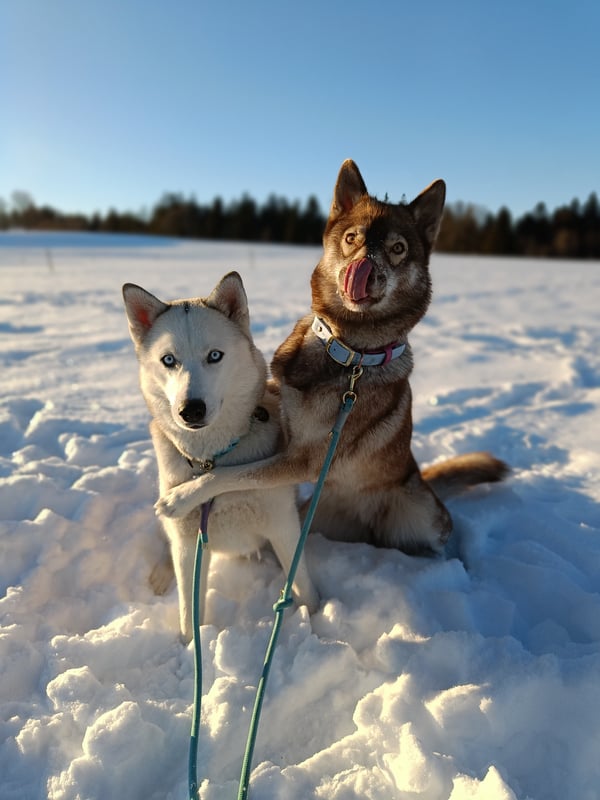 Yuki & Koyo
