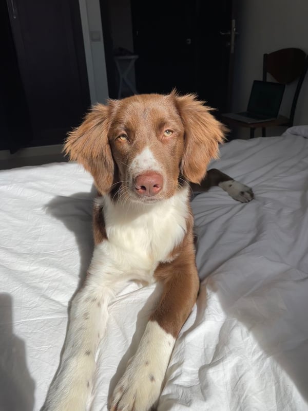 Cannelle