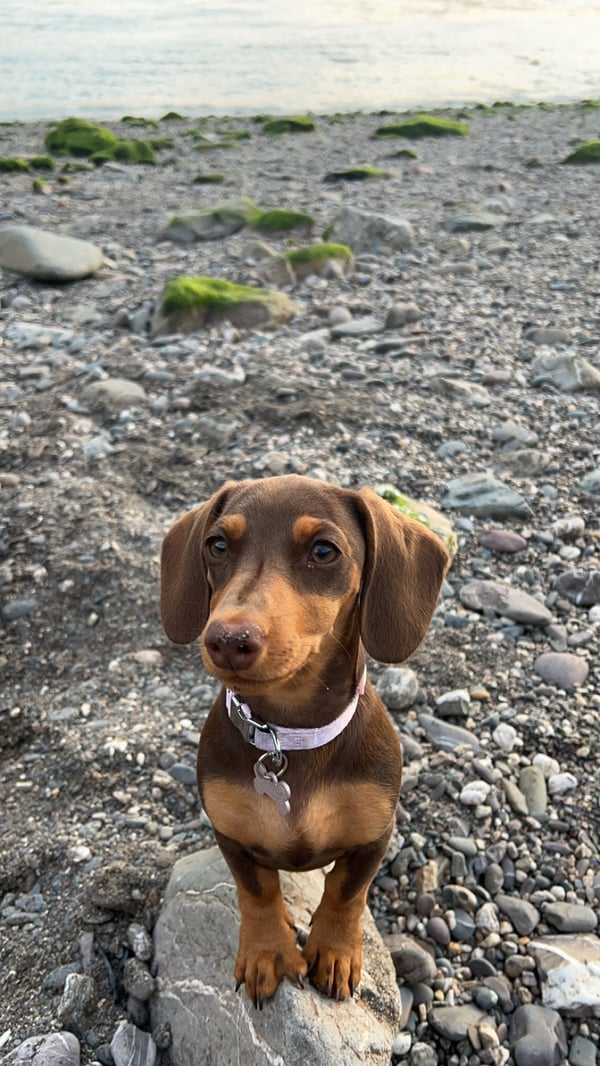 Willow