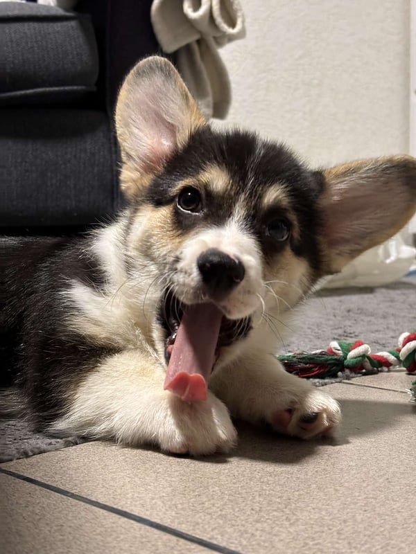 Apollo
