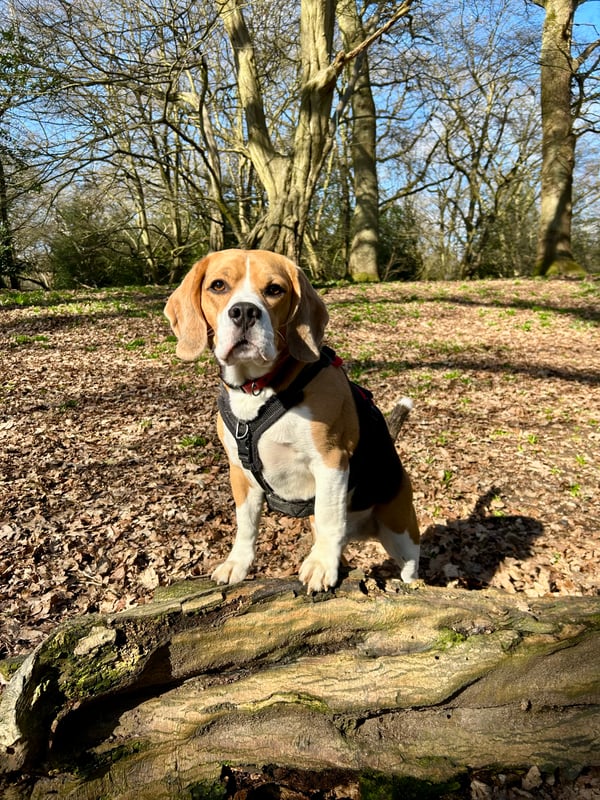 Baxter