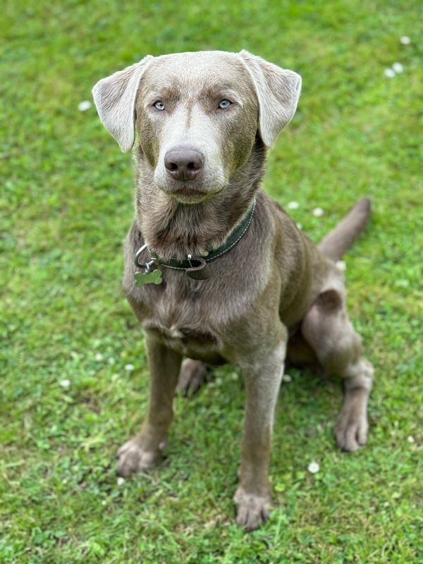 Hugo