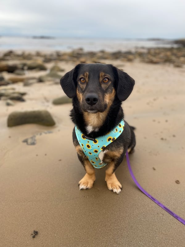 Dora