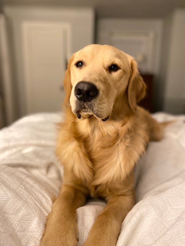 Guster (Gus)
