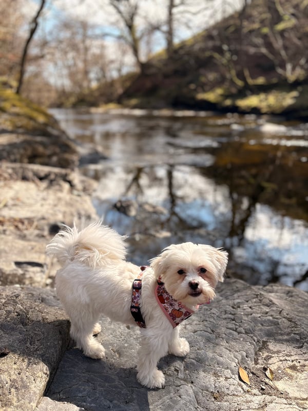 Nova