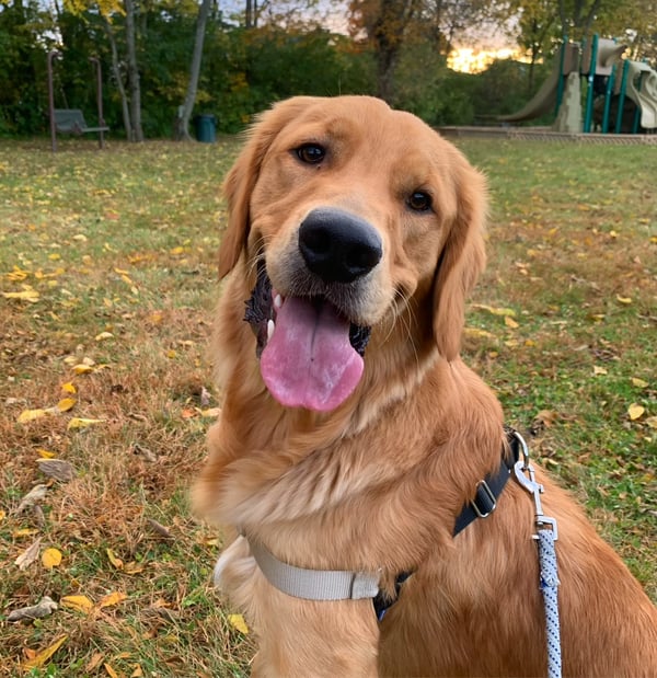 Sullivan (Sully)