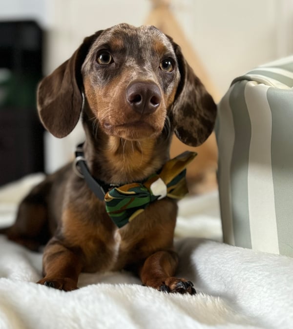 Ollie