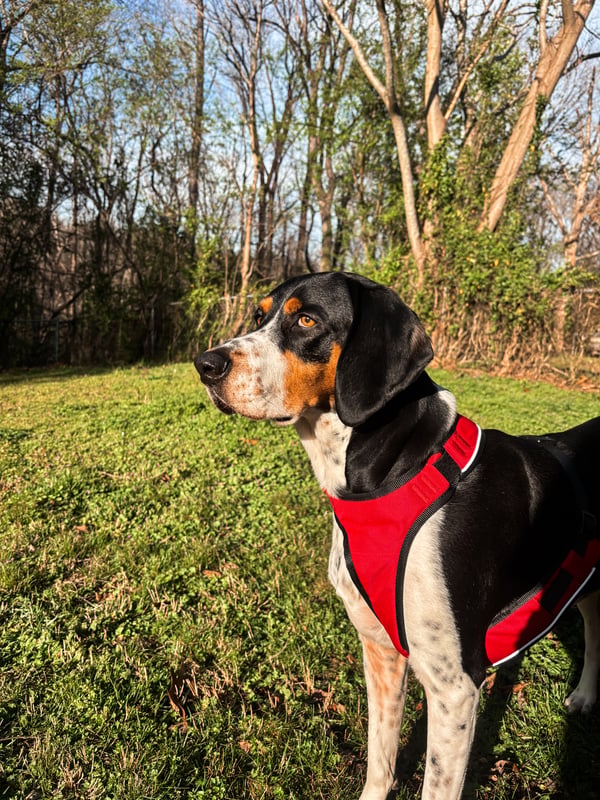 Kodak