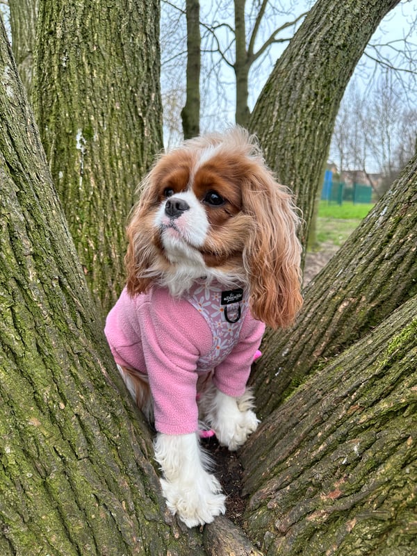 Daisy