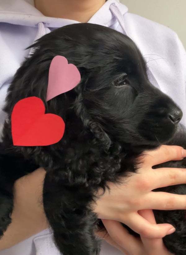 Pepper