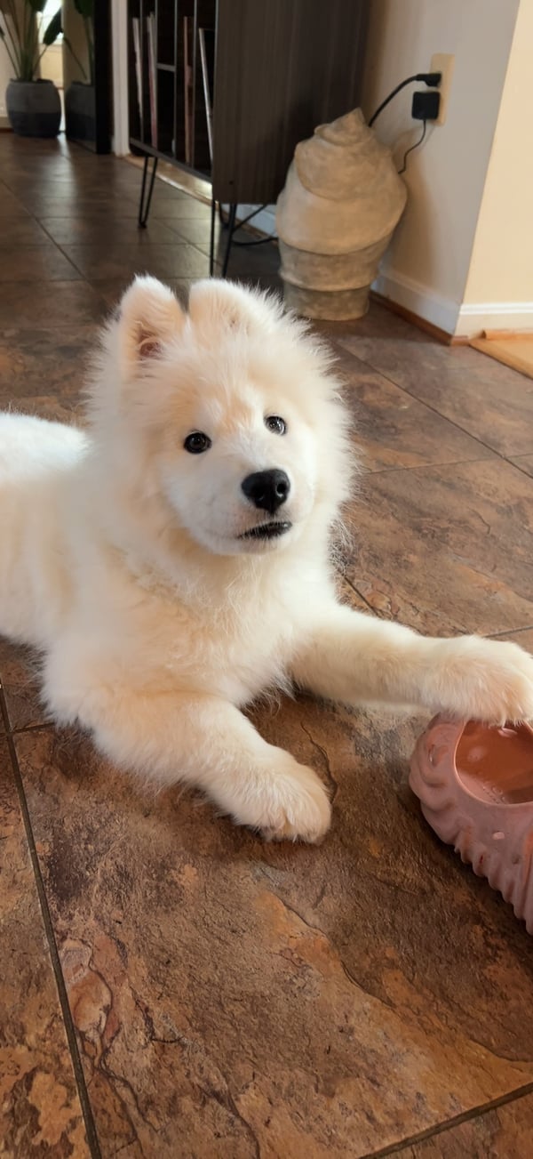Yeti McFlurry