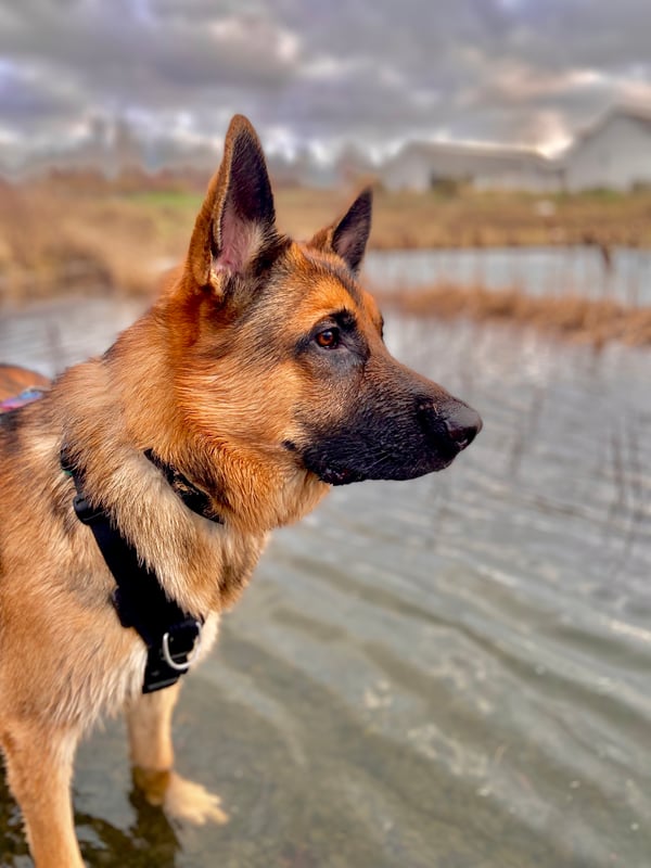 Hunter