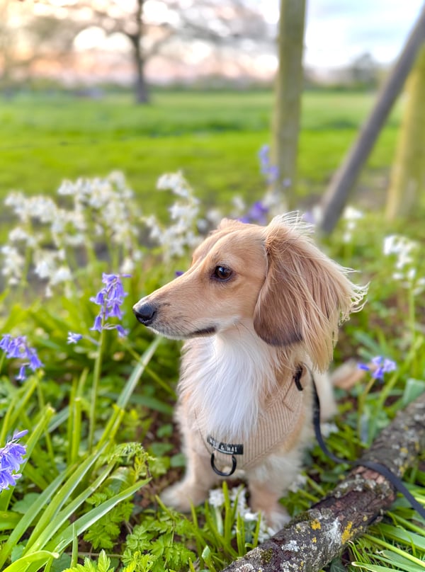 Milo