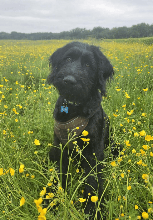 Moose